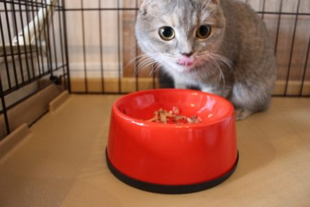 猫の早食い防止食器で食べる猫