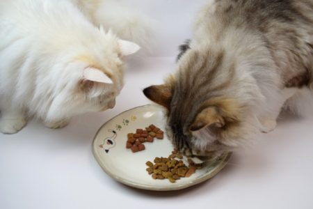餌を食べる猫