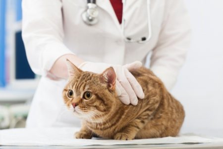 動物病院で診察してもらう猫