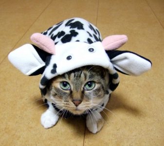 牛柄の洋服を着た猫
